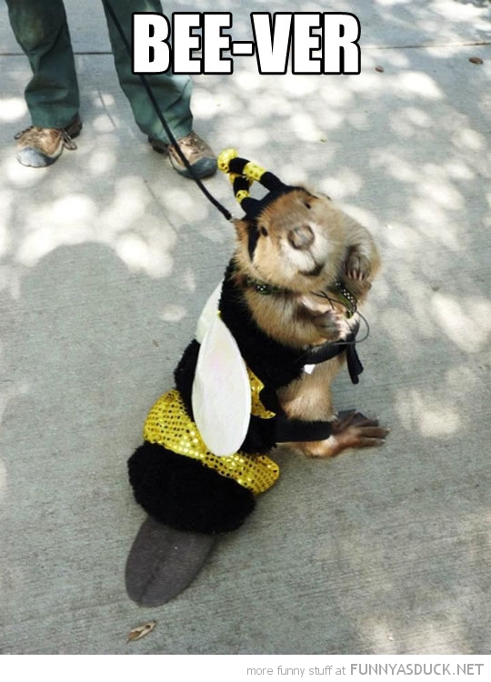 funny-pictures-beaver-bee-suit-beever.jpg