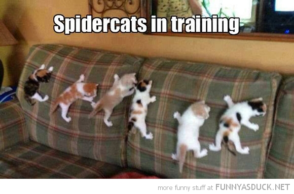 funny-spider-cat-training-kittens-pics.jpg