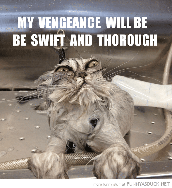 funny-cat-bath-wet-vengeance-swift-pics.png