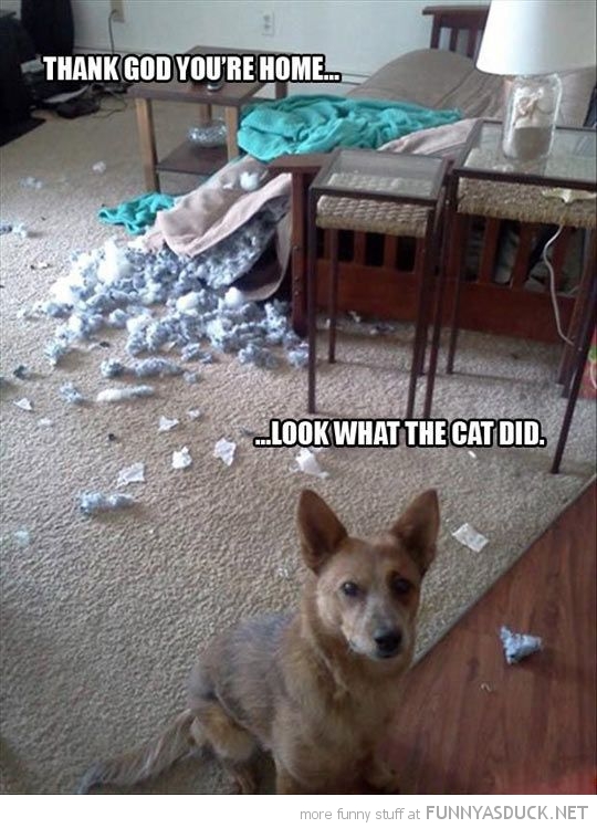 funny-pictures-guilty-dog-thank-god-youre-home.jpg