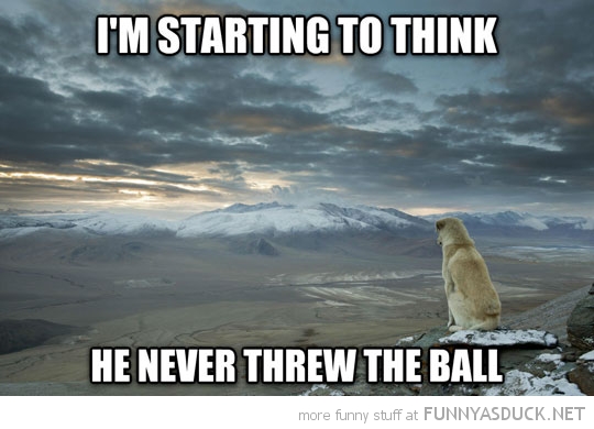 funny-pictures-contemplative-dog-cliff-never-threw-ball.jpg