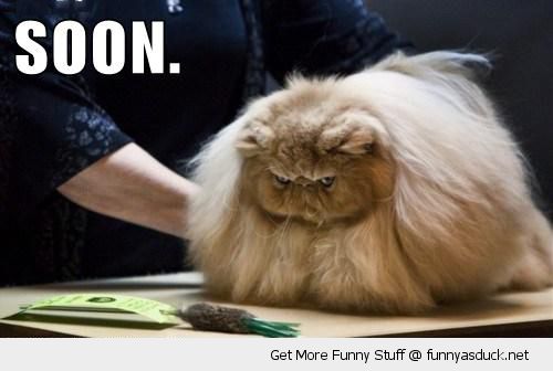 funny-hairy-fluffy-angry-grumpy-cat-soon-pics.jpg