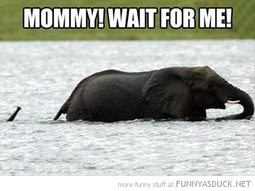 funny-pictures-baby-elephant-under-water-snorkel-trunk.jpg