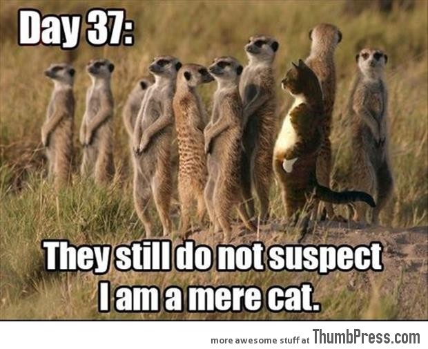 Funny-Animal-Pictures-30.jpg