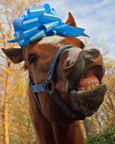 gift-horse.jpg