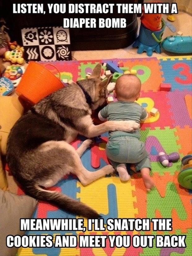 dog-and-baby1.jpg