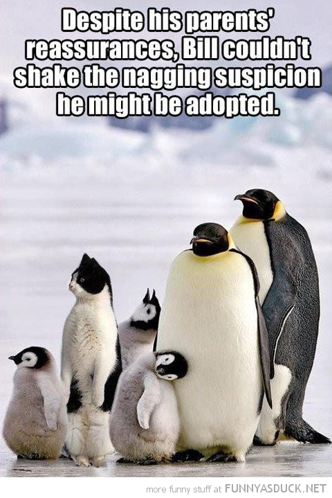 funny-adopted-cat-penguin-family-pics.jpg