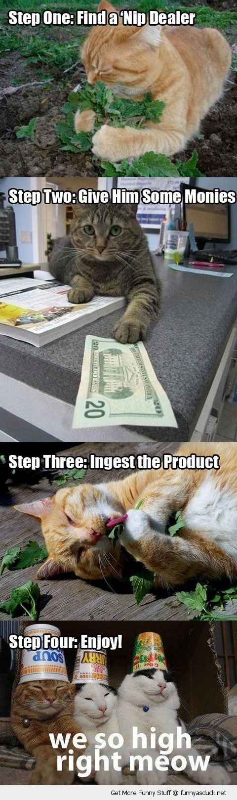 funny-high-cats-catnip-stoned-pics.jpg