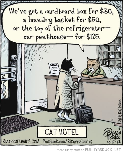 funny-cat-hotel-comic-pics.jpg